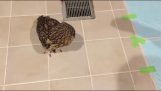 Owl trying to catch a shadow