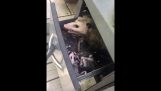 Perheen opossumeja hänen grilli