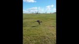 Kangaroo Crashes into Fence