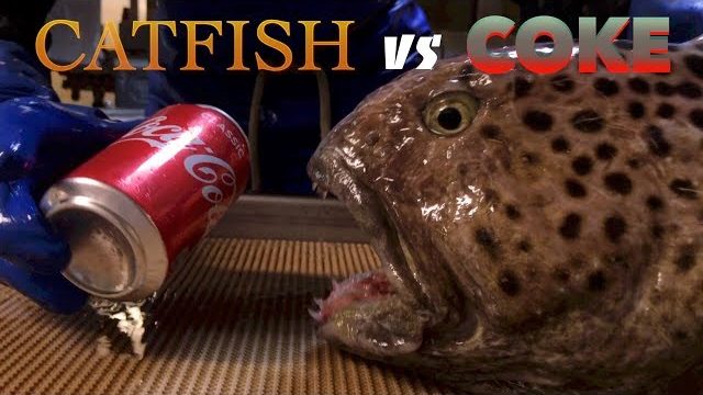 Wolffish head vs Coca-Cola can | VideoMan
