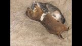A kitten licks and cuddles a prairie dog