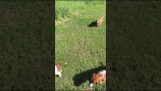 Bassethundar vs kaniner