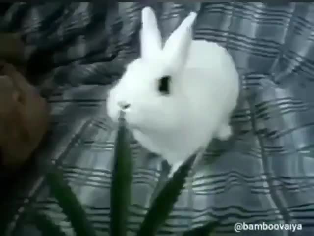 кролик в конопле