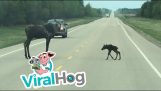 Moose mum and her cub cross the road