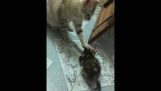 Kočka uklidňuje její kotě