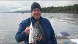 Косатка краде лосось від рибалки