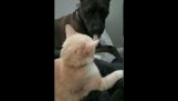 Dog’s funny face when gets  attached by cat