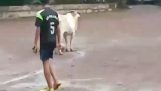 गाय खेल फुटबॉल