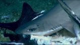 Акула ковтати Всього під час глибоководної Feeding Frenzy