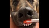 Dog loves dental hygiene