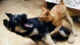 gatos Ninja contra cães