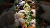 Guinea pigs on a feast