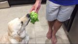 La reazione di un cane a lattuga