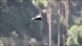 A hawk hovering while hunting