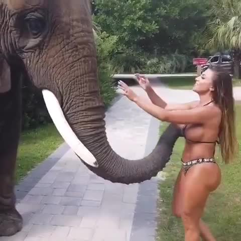 Funny Animal Girl Sexy | VideoMan
