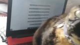 This cat writes Trap music lyrics