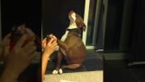 En hund besvimer, når de skar hans negle