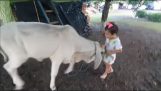 Une vache attaque une petite fille