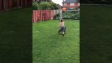 A dog and a child play with a balloon