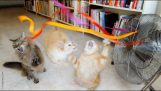 Katzen spielen mit Fan-Bänder