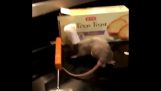 Real Life Ratatouille