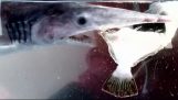 Вдивляючись в дивне «чужий» укус акули гоблінів