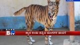 Farmer paints his dog like a tiger to scare away the monkeys