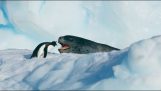 A small penguin vs 3m seal