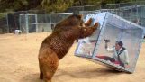 Kvinna i en kub vs Grizzly
