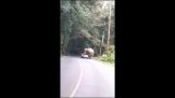 An elephant crushes a car