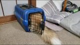 Dog entra em uma gaiola pequena transportadora