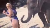 Baby elephant playing with a girl in bikini