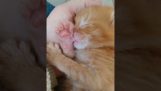 小猫吮吸拇指