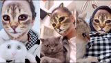 Cats see their owner behind a cat filter