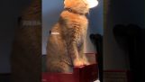 En katt under en lampa