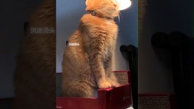 Katze Unter Lampe