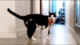Cat postráda jeho majiteľ