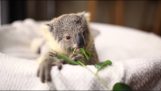 Compilação de koalas bonitos