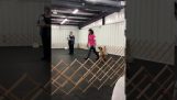 Dog intră în modul Celebration După ce proprietarul ei Apeluri