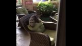 A cat walks around on a chair