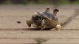 tortuga bebé discapacitados consigue ruedas