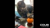 Chat contre mandarine