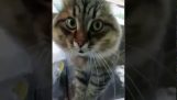 Katze versucht zu kommunizieren
