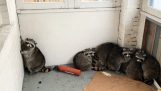 11 mapaches grasa que se encuentra en un porche