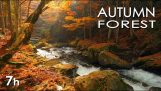 Relaxing Video – Waterfall in autumn forest