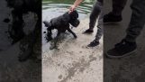 Um cão acidentalmente cai na água