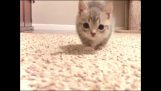 A terrifying kitten approaches the camera