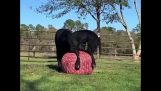 Horse plays with a big ball