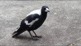 The singing of an Australian magpie