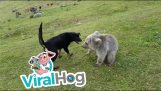 Dog and bear cub playing